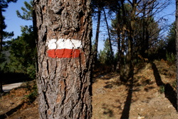 Un albero segnato su un sentiero